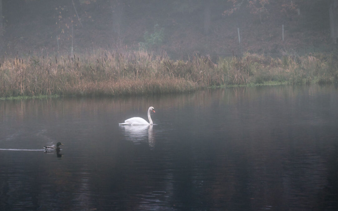 Photographing Mute Swans in the Mist