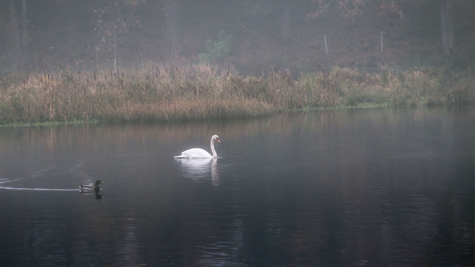 Photographing Mute Swans in the Mist